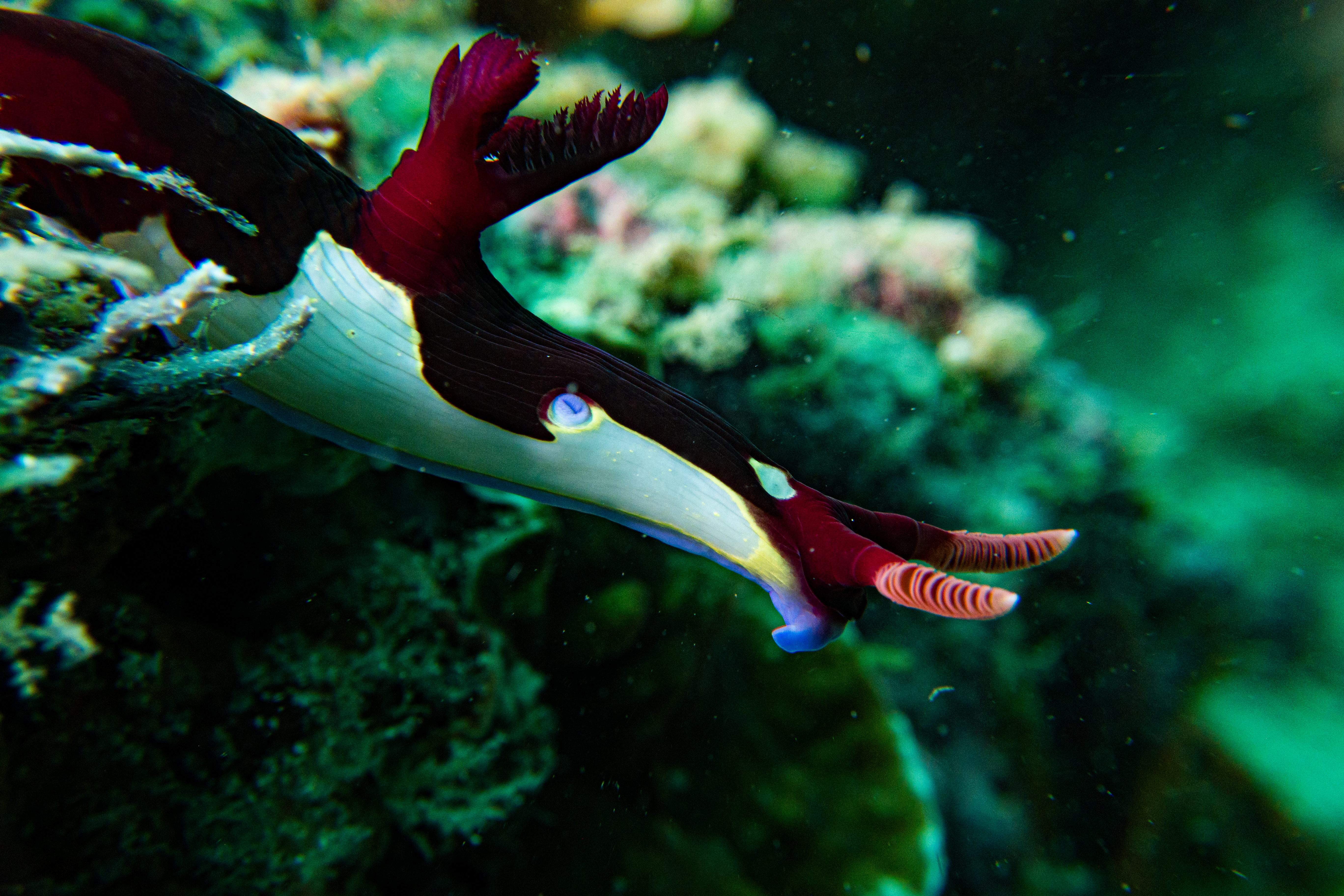 Chamberlain's Nembrotha