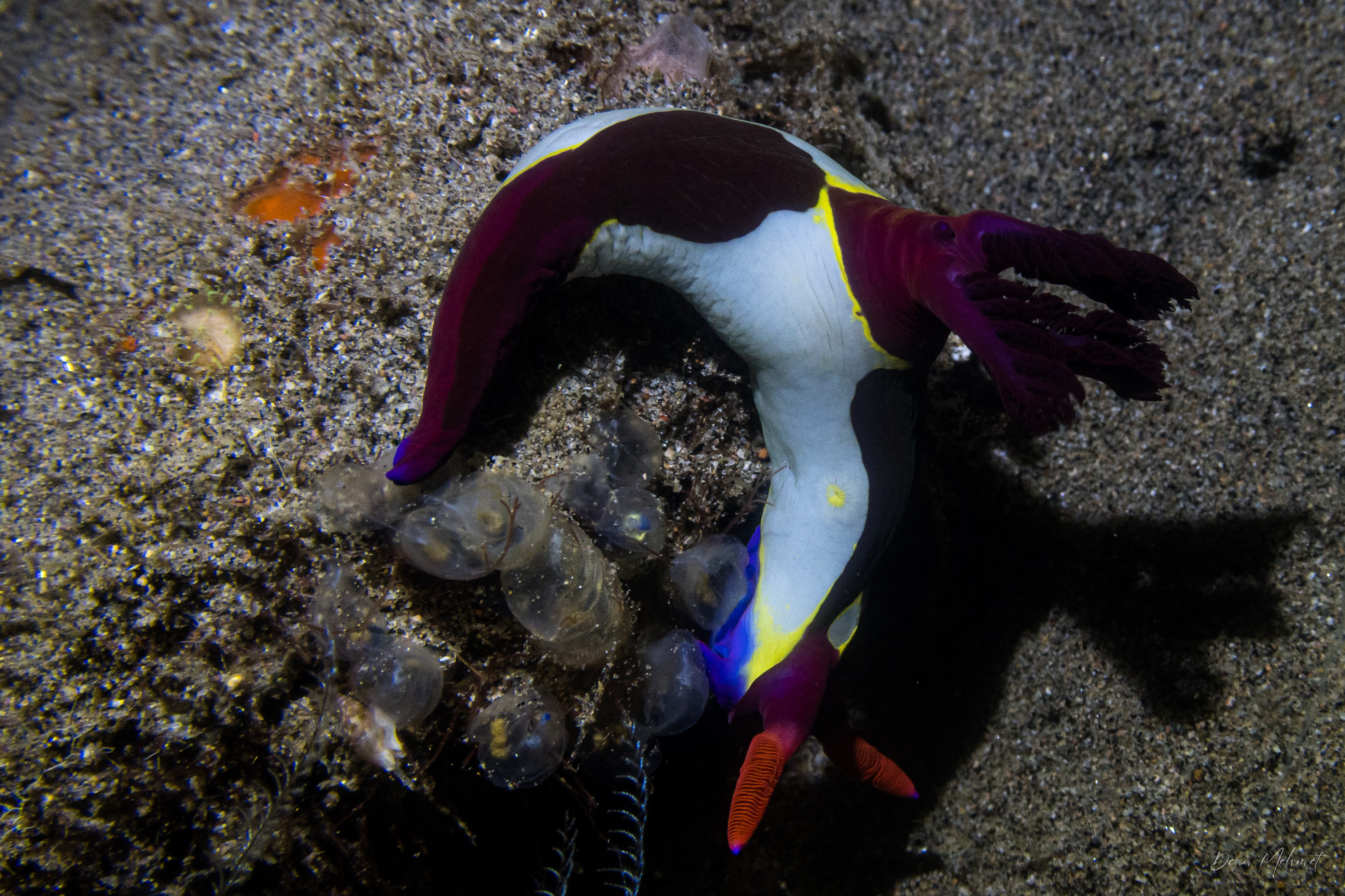 Chamberlain's Nembrotha