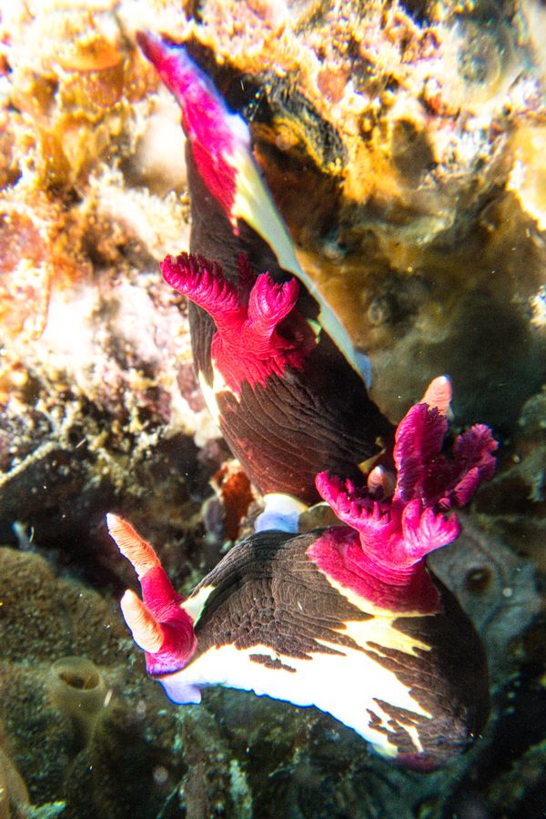 Chamberlain's Nembrotha