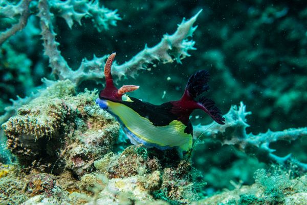 Chamberlains Nembrotha - Photo 6