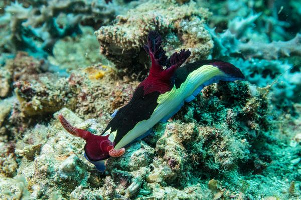 Chamberlains Nembrotha - Photo 8