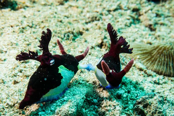 Chamberlains Nembrotha - Photo 9