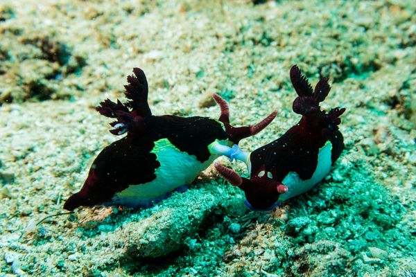 Chamberlains Nembrotha - Photo 10
