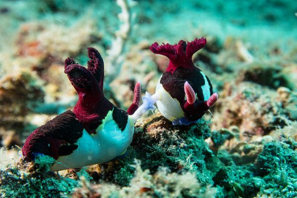 Chamberlains Nembrotha - Photo 11