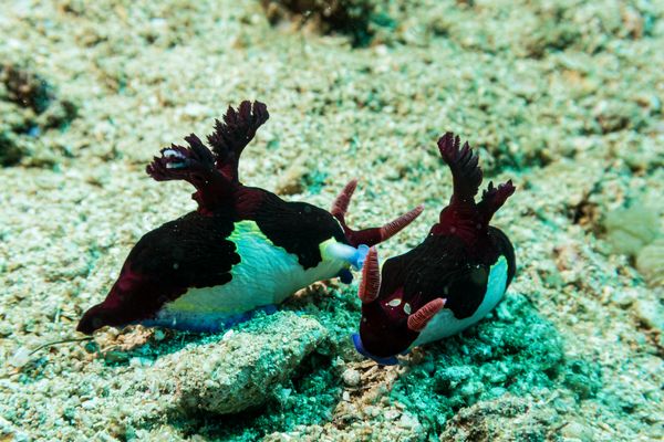 Chamberlains Nembrotha - Photo 12