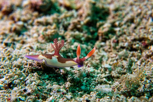 Chamberlain's Nembrotha