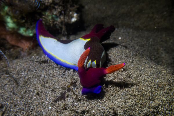 Chamberlain's Nembrotha