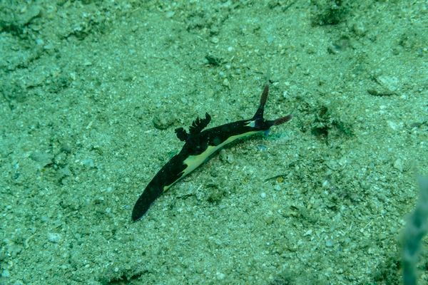 Chamberlains Nembrotha - Photo 21