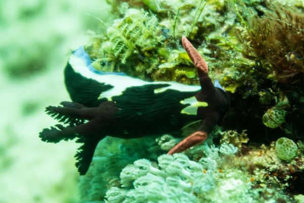 Chamberlains Nembrotha - Photo 22