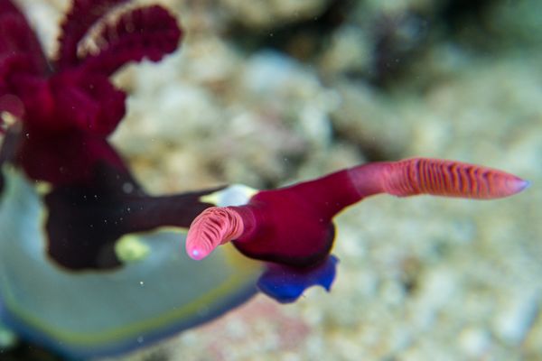 Chamberlains Nembrotha - Photo 23