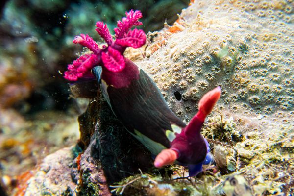 Chamberlains Nembrotha - Photo 24