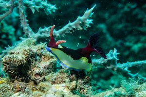 Chamberlain's Nembrotha