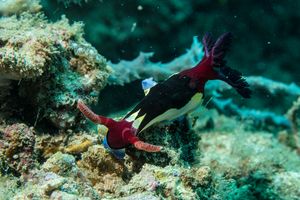 Chamberlain's Nembrotha