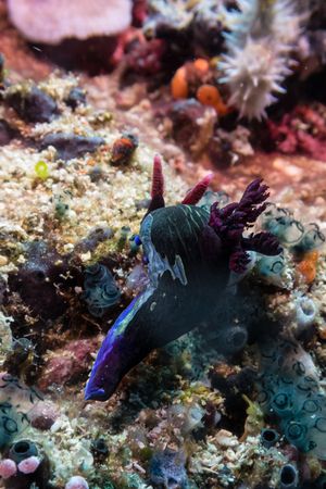 Chamberlain's Nembrotha