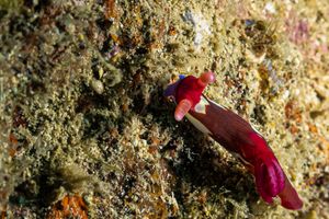 Chamberlain's Nembrotha