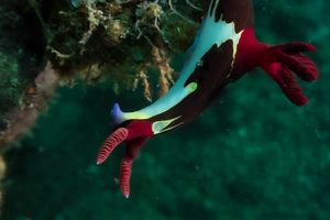 Chamberlain's Nembrotha