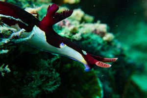 Chamberlain's Nembrotha