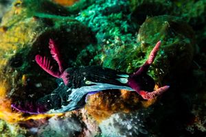 Chamberlain's Nembrotha