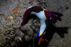 Chamberlain's Nembrotha