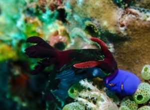 Chamberlain's Nembrotha from Anilao