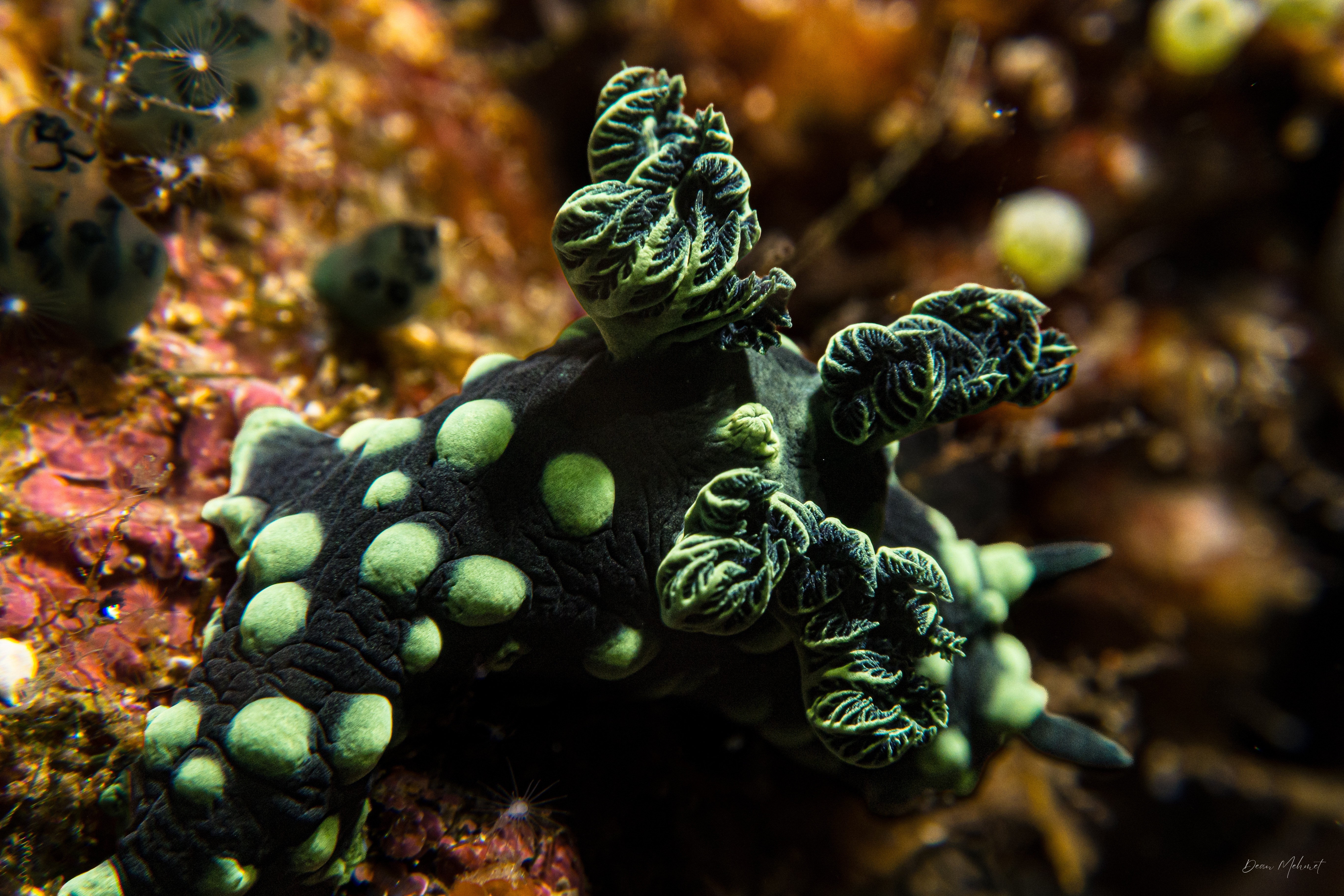 Crested Nembrotha