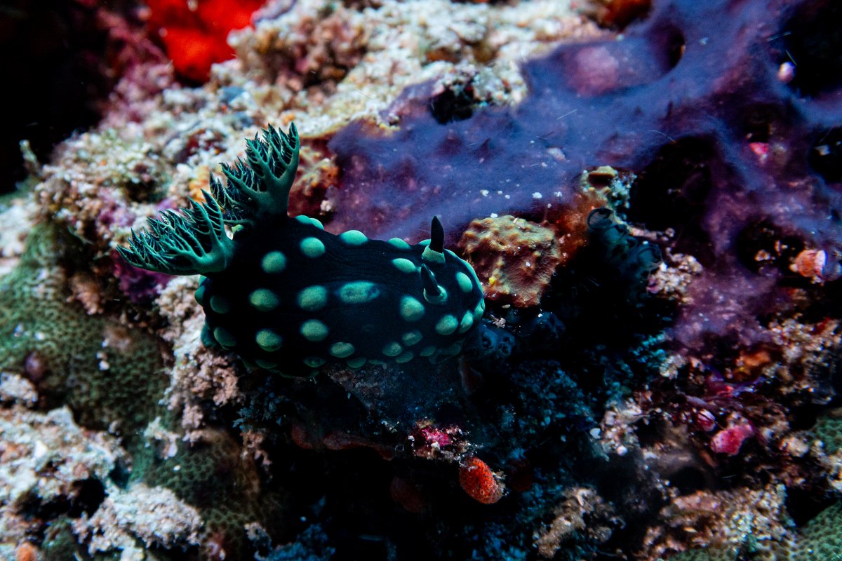 Crested Nembrotha hero image