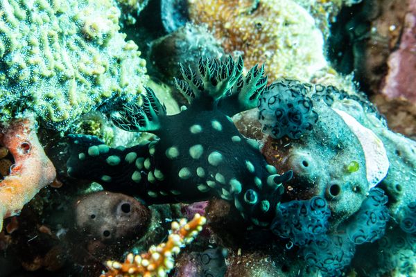Crested Nembrotha - Photo 3