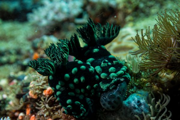Crested Nembrotha - Photo 4