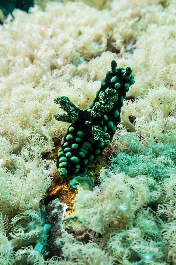Crested Nembrotha - Photo 5