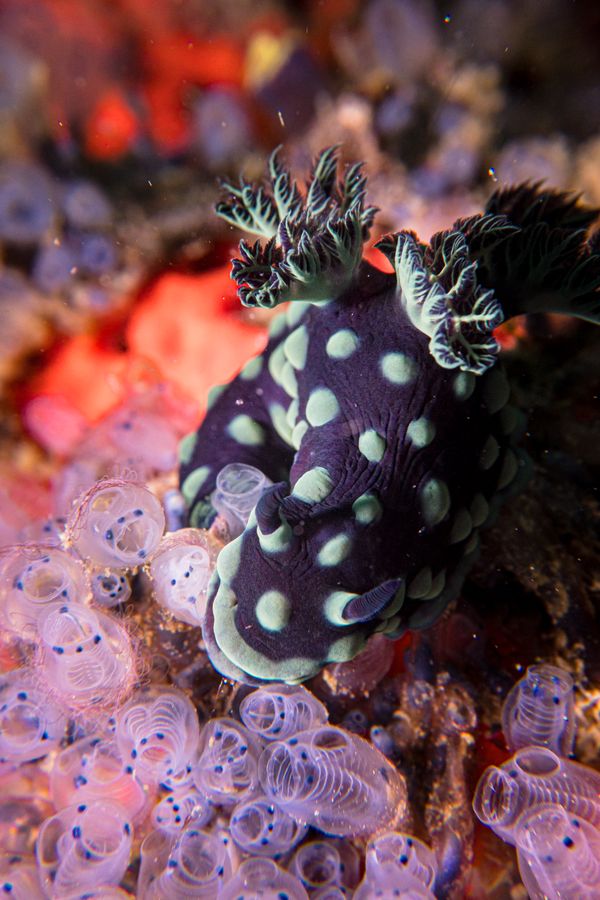 Crested Nembrotha - Photo 7