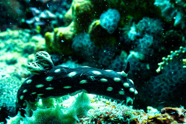 Crested Nembrotha - Photo 8
