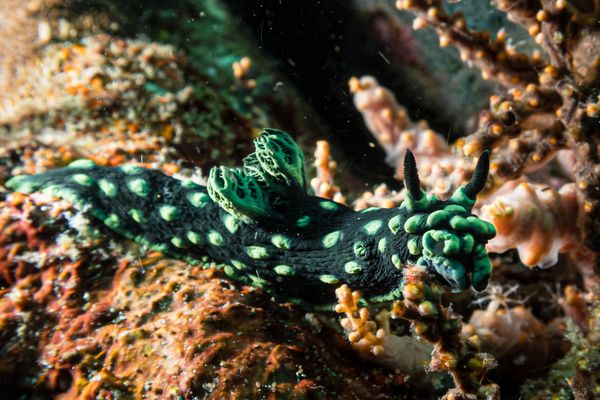 Crested Nembrotha - Photo 10