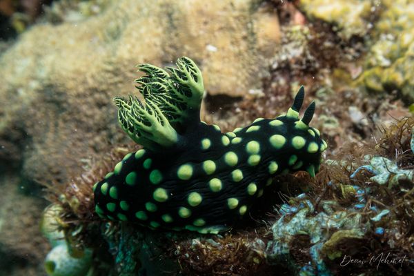 Crested Nembrotha - Photo 11