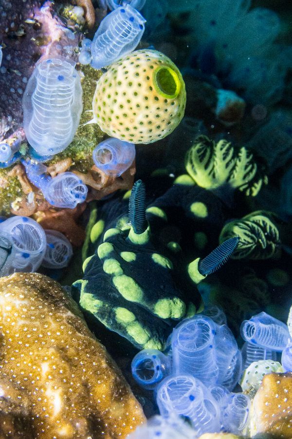 Crested Nembrotha - Photo 12