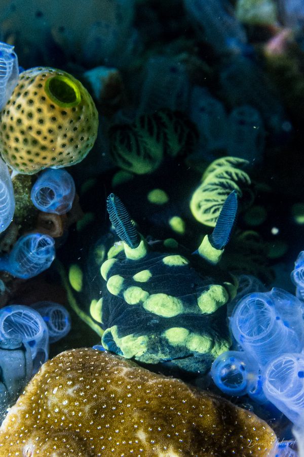 Crested Nembrotha - Photo 13