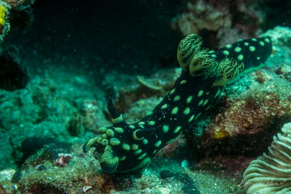 Crested Nembrotha - Photo 14