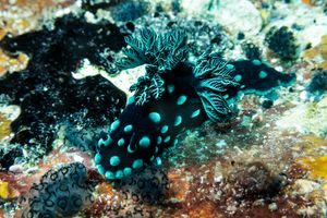 Crested Nembrotha