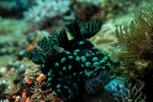 Crested Nembrotha
