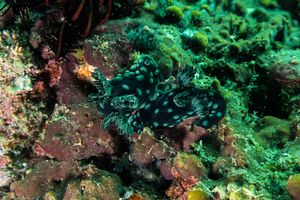 Crested Nembrotha