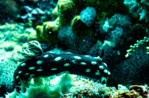 Crested Nembrotha