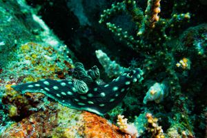 Crested Nembrotha