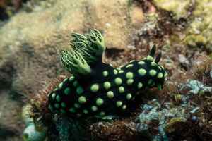 Crested Nembrotha