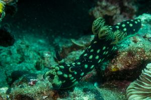 Crested Nembrotha