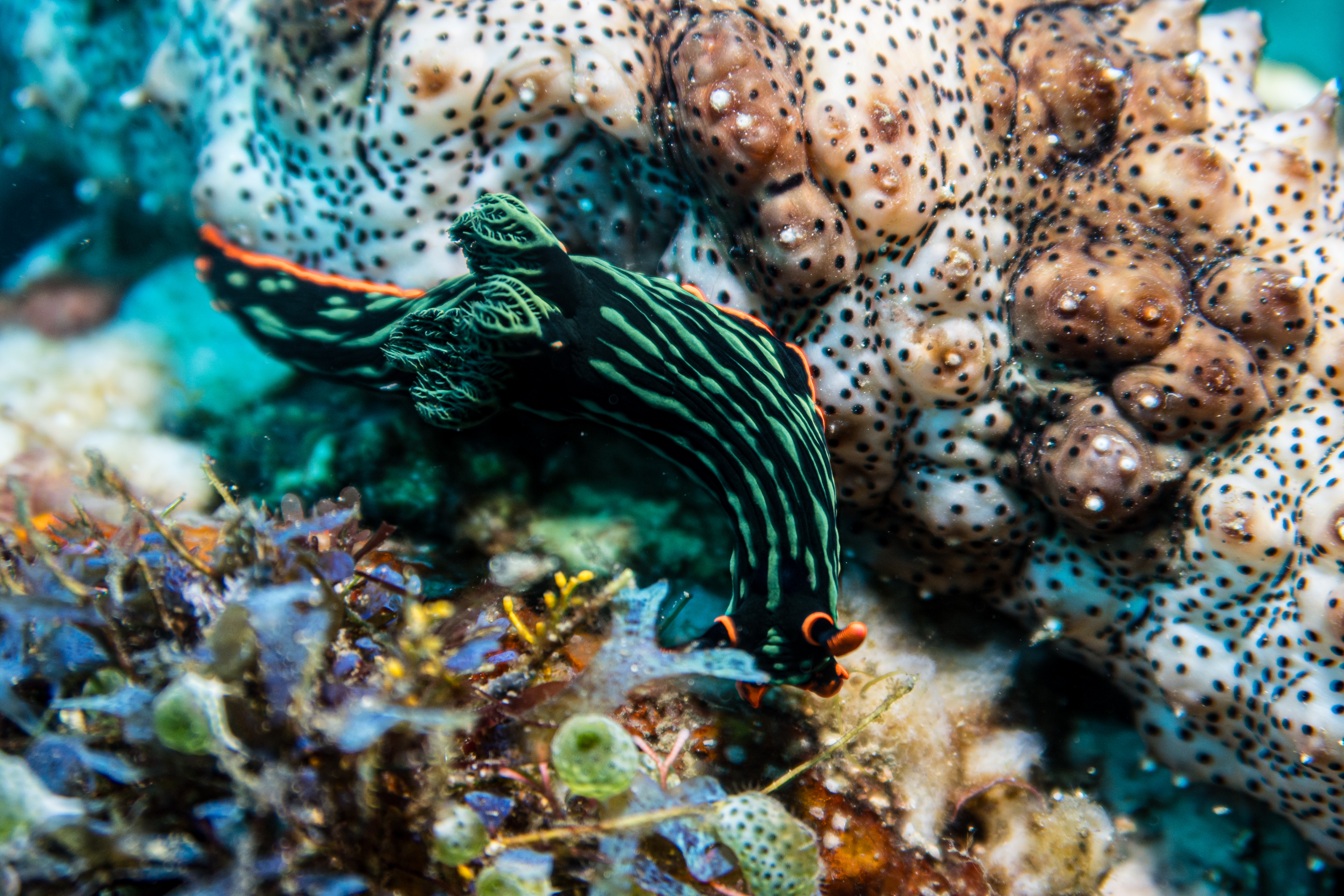 Dusky Nembrotha