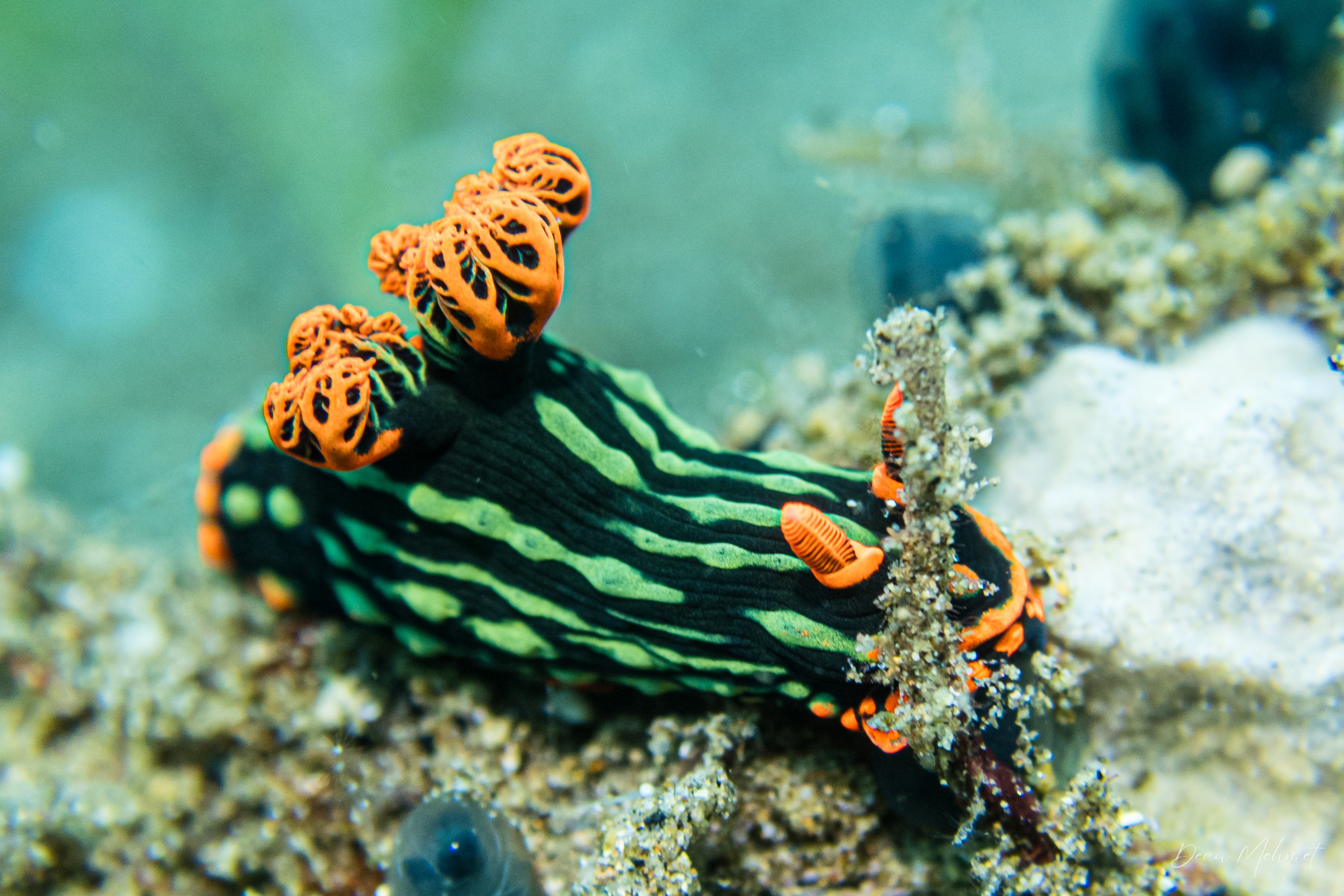 Dusky Nembrotha