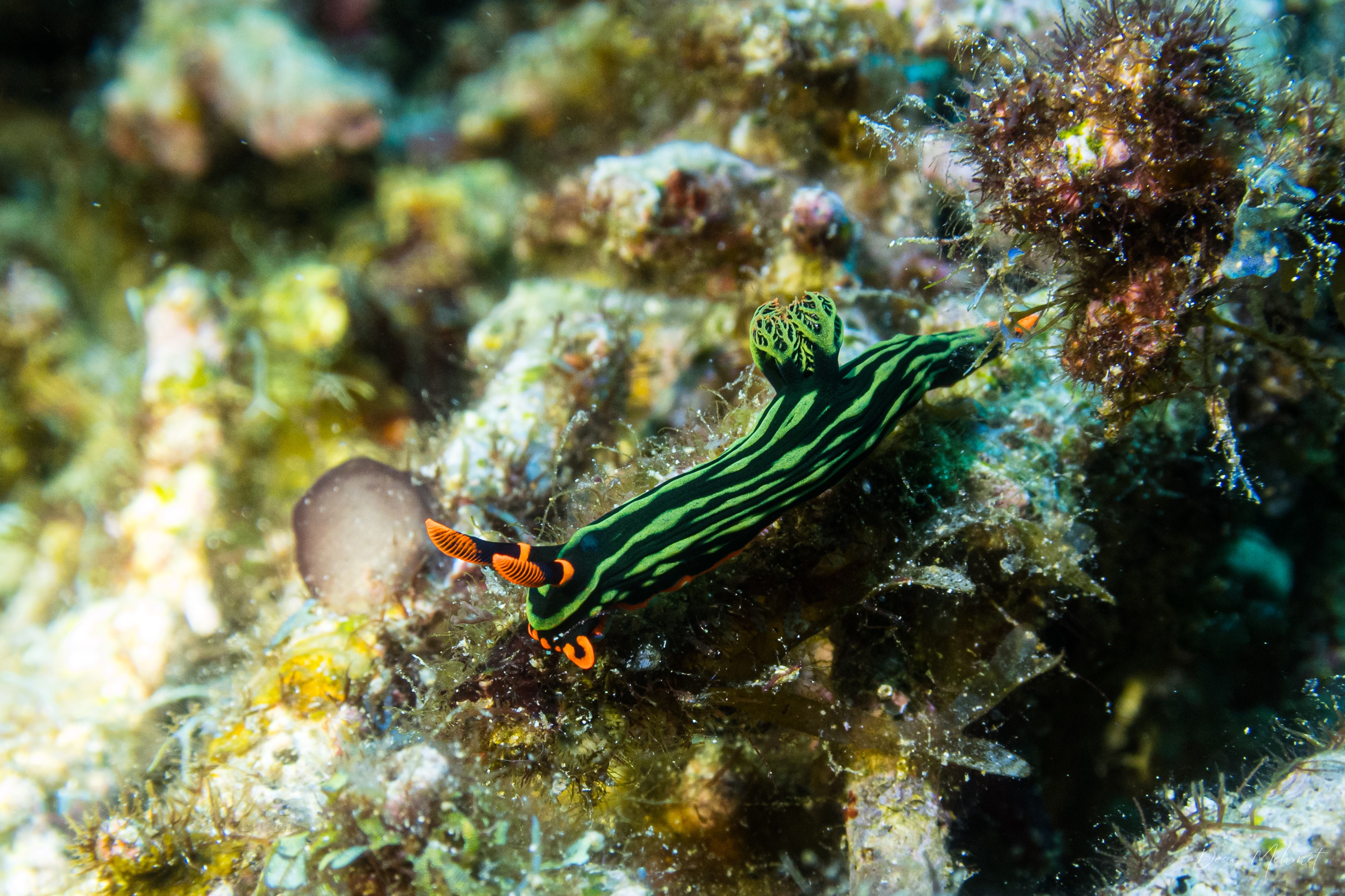 Dusky Nembrotha