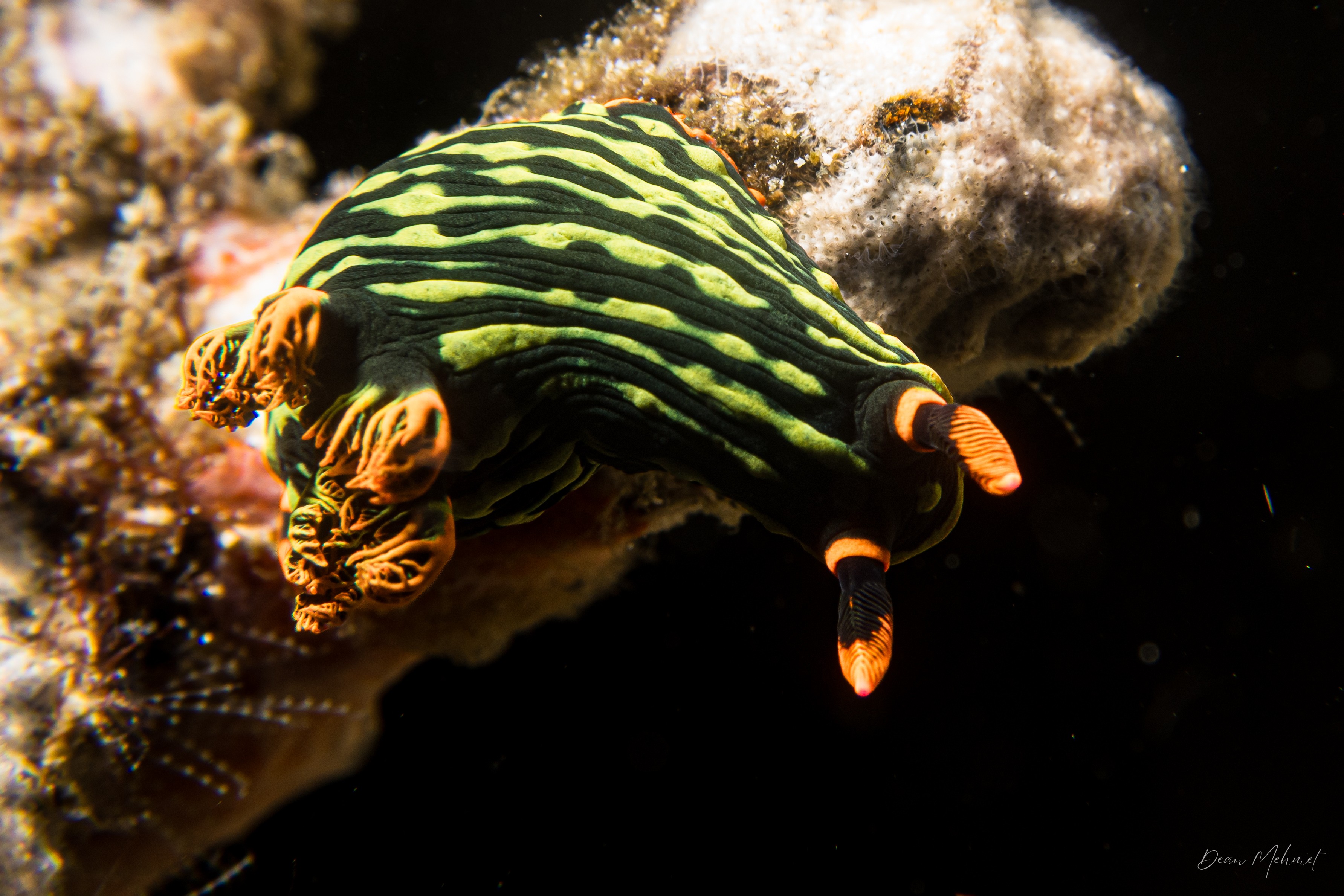 Dusky Nembrotha