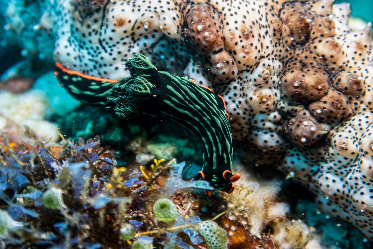 Dusky Nembrotha hero image