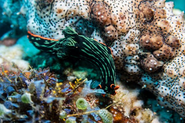 Dusky Nembrotha