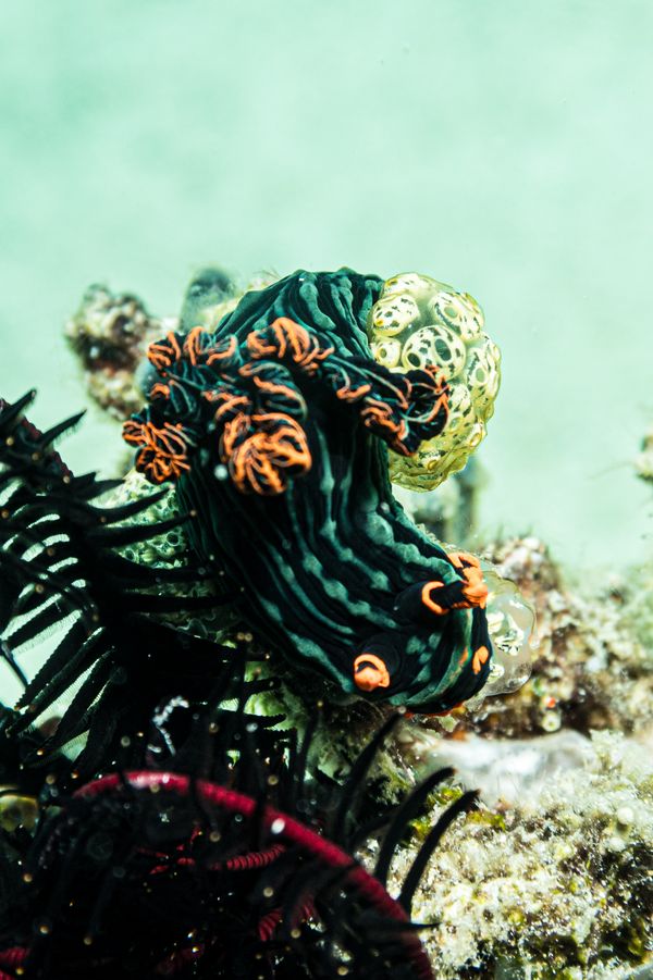 Dusky Nembrotha - Photo 2